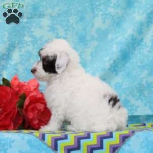 Chipmunk, Toy Poodle Puppy